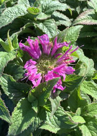 Monarda didyma 'Marshall's Delight Compact'